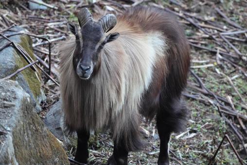 ヒマラヤタール ヒマラヤタール,哺乳類,希少種の写真素材