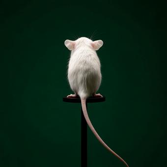 っぽが特徴的な白いマウスの姿 っぽが特徴的な白いマウスの姿の写真