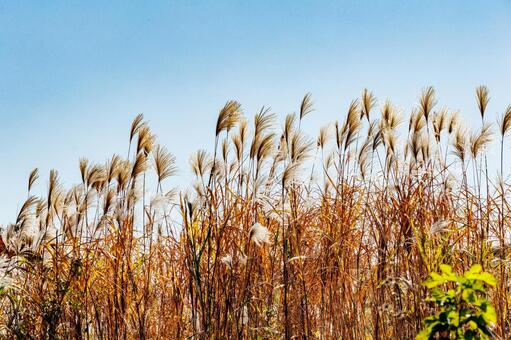 黄金色に輝くススキ ススキ,風景,晴れの写真素材