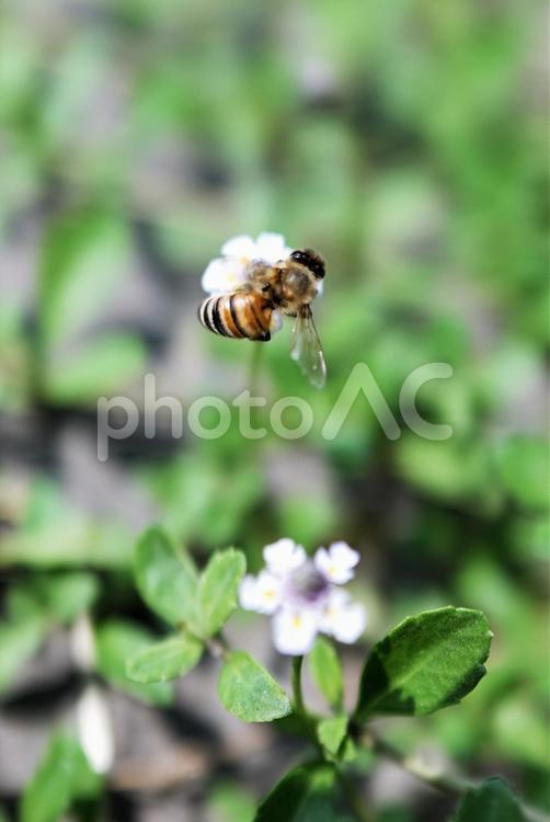 ヒメイワダレソウと二ホンミツバチ(縦)10 ミツバチ,蜂,二ホンミツバチの写真素材