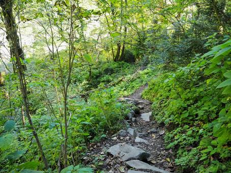山道37 山道37 山,山道,山の中の写真素材