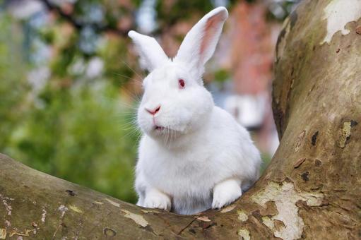 ペットのうさぎ うさぎ,ペット,干支の写真素材