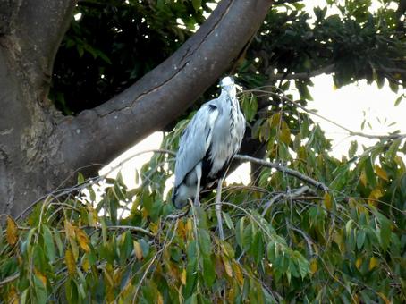 郊外の高枝に止まるアオサギ アオサギ,鳥,鳥類の写真素材