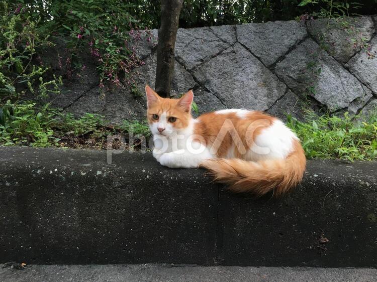 猫と目が合う 猫,哺乳動物,動物の写真素材