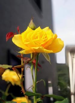 上を向いて生きている 上を向いて生きている バラ,花,flowerの写真素材