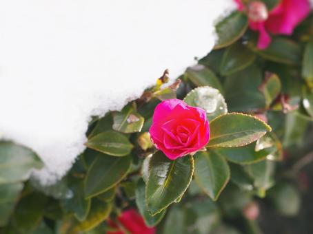 雪の日 雪の日の写真