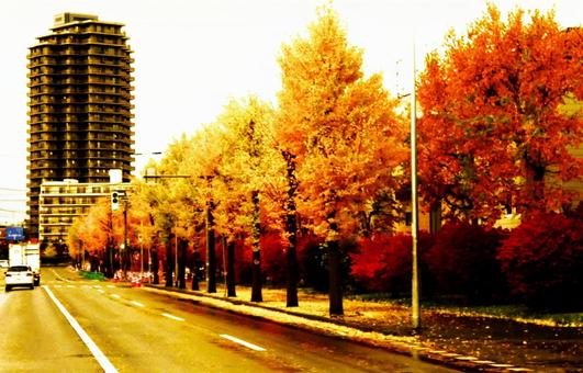 札幌厚別１３条通りのイチョウ並木 イチョウ並木,絶景地,日差しの写真素材