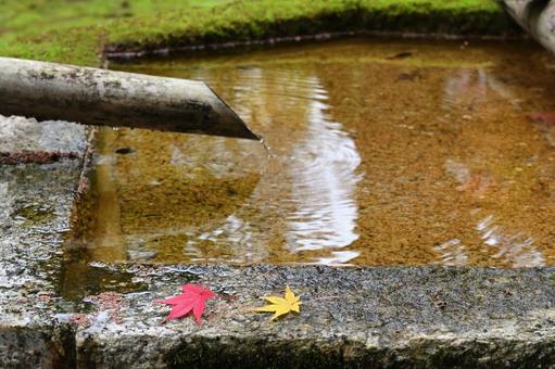 手水鉢とモミジの葉 手水鉢,紅葉,黄葉の写真素材