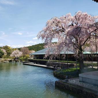 桜 さくら,サクラ,桜の写真素材