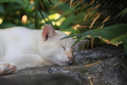 ねこ ねこの写真