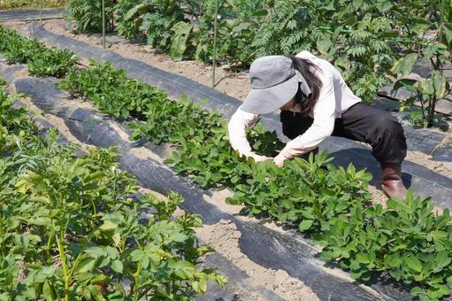 落花生栽培(マルチ剥がし)27 落花生栽培(マルチ剥がし)27 落花生,ラッカセイ,夏野菜の写真素材