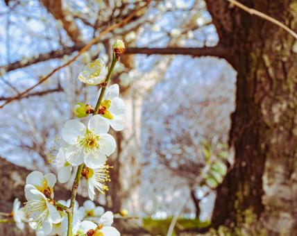 本庄運動公園 梅の花5ー78 本庄運動公園 梅の花5ー78の写真