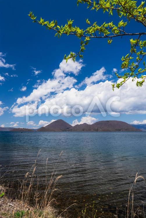 新緑の洞爺湖畔 湖,風景,新緑の写真素材