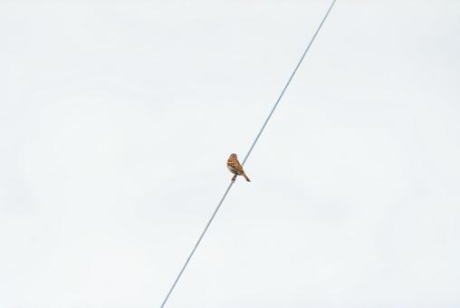 A sparrow perched on a power line looking around, JPG A sparrow perched on a power line looking around, JPG