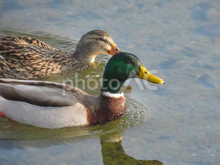 川で泳ぐマガモの夫婦 マガモ,野鳥,鳥類の写真素材