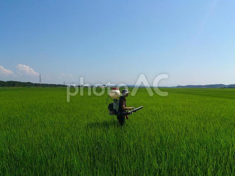 夏の田んぼで肥料（穂肥）を散布する農家 穂肥,肥料,散布の写真素材