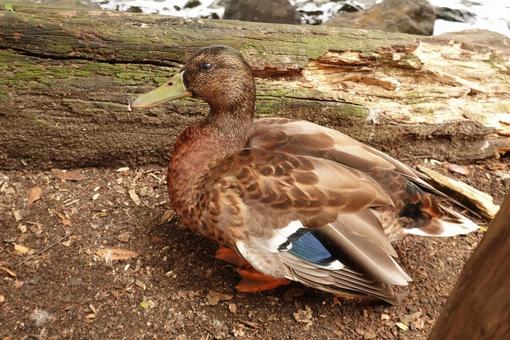 カモ カモ カモ,鳥,水鳥の写真素材