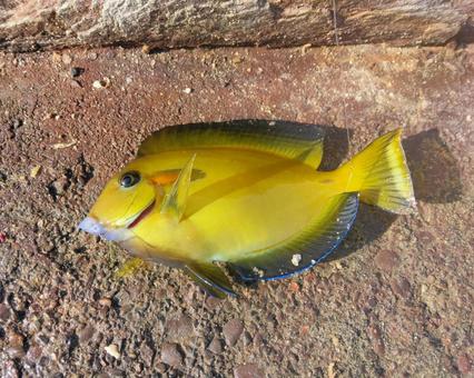モンツキハギが釣れた 生き物,魚,モンツキハギの写真素材
