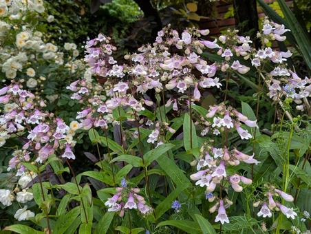 Photo, pentostemon, pink, bell type, 