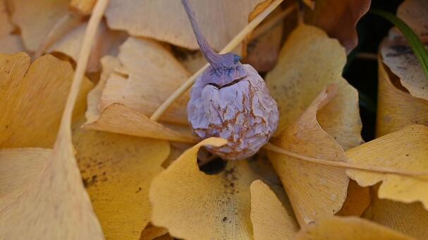 落ち葉に包まれた銀杏 銀杏,イチョウ,黄葉の写真素材