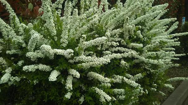 ユキヤナギの写真