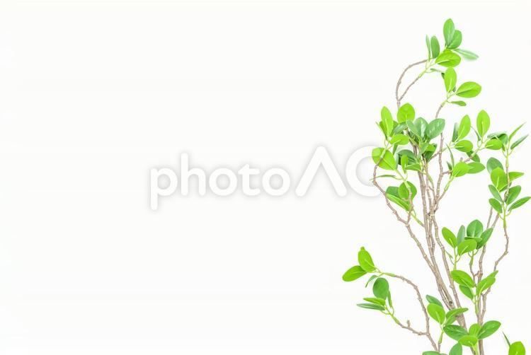 緑の葉のある枝　背景素材 緑,グリーン,葉の写真素材