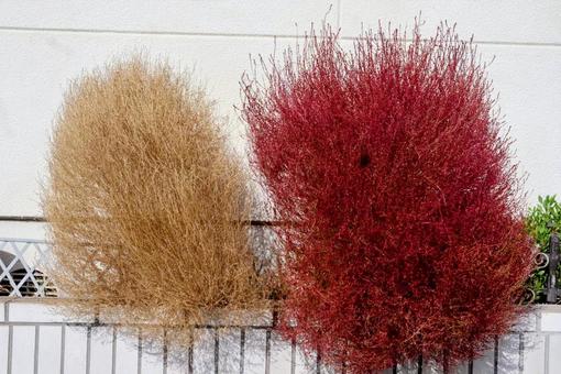 ホウキギ コキア,植物,自然の写真素材