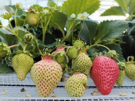 House cultivation strawberry 014, strawberry, strawberry picking, strawberry, JPG