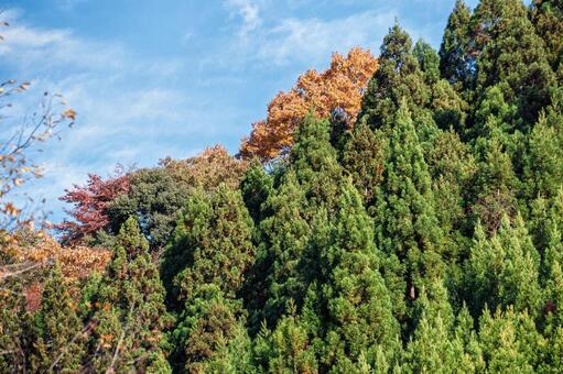 北山杉と紅葉 高雄,自然,晴天の写真素材