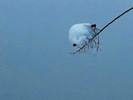 枝先の雪 枝先の雪 枝先,雪,冬の写真素材