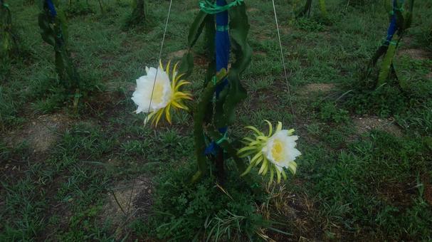 ドラゴンフルーツの花 ドラゴンフルーツの花の写真