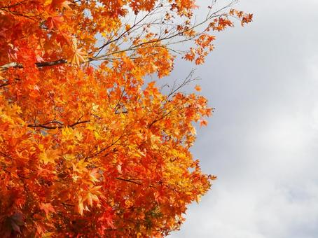 秋の景色２８ 秋,紅葉,モミジの写真素材