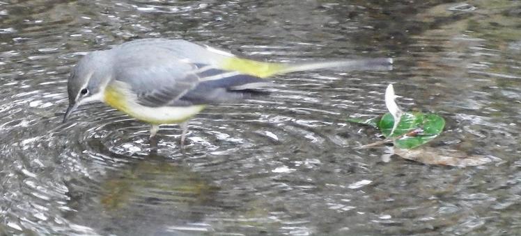 Mr. Kisekirei! Here it is ~, gray wagtail, side groove, fry, JPG