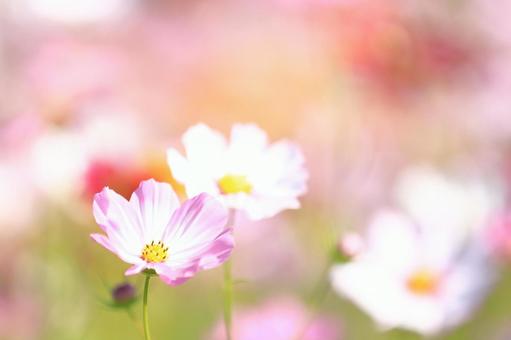 秋の花コスモスの白い花 コスモス,花,秋の写真素材