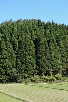 スギの木 針葉樹林 スギの木 針葉樹林 スギの木,杉,スギ林の写真素材