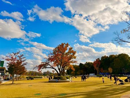 秋の馬事公苑と青空 青空,空,秋の写真素材