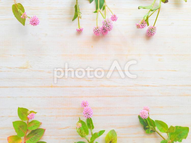 花の背景　フレーム　ヒメツルソバ 花,花の背景,ヒメツルソバの写真素材