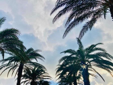 椰子の木と雲 椰子の木と雲 ヤシの木,空,雲の写真素材