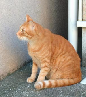 何かにゃ？ ねこ,ネコ,猫の写真素材