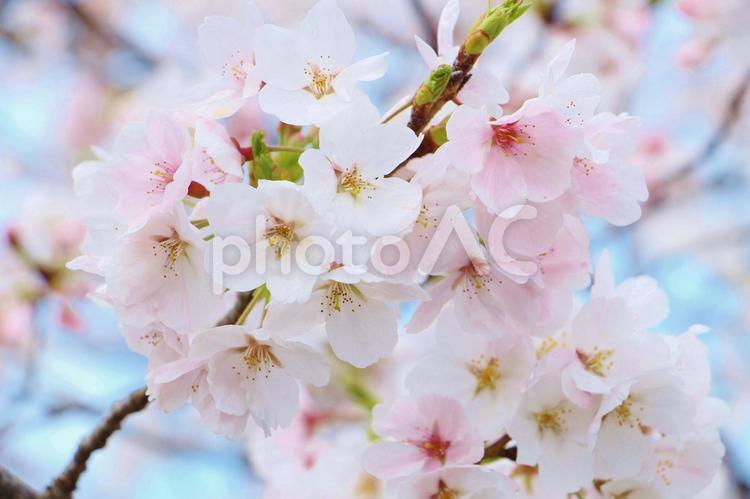 満開の桜 桜,花,春の写真素材