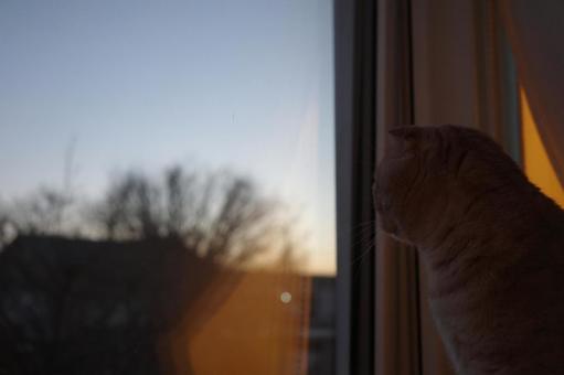 たそがれる猫 たそがれる猫の写真