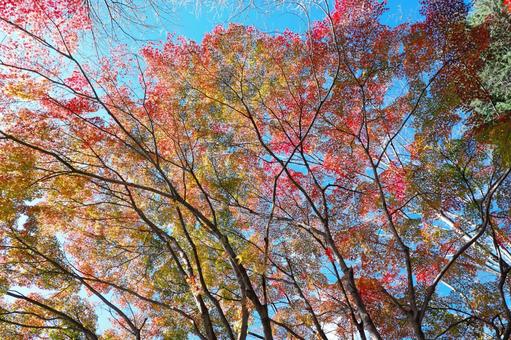 仙台市青葉区西公園南側付近の紅葉 紅葉,秋,もみじの写真素材