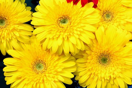 黄色いガーベラ ガーベラ,黄色いガーベラ,黄色の写真素材