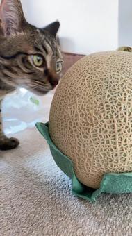 Melon and cat, JPG