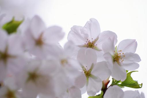 cherry blossoms, JPG