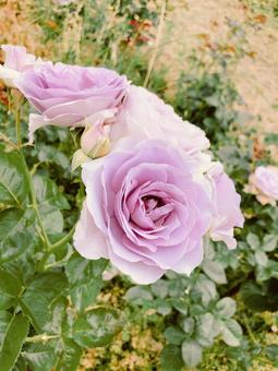 薔薇1 薔薇1の写真