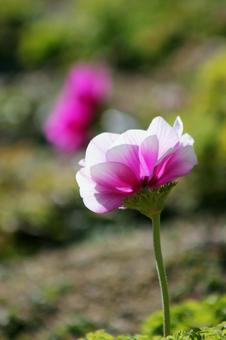 花壇の花 花壇の花の写真