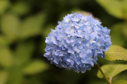 あじさい・アジサイ・紫陽花 背景素材,macro撮影,壁紙の写真素材