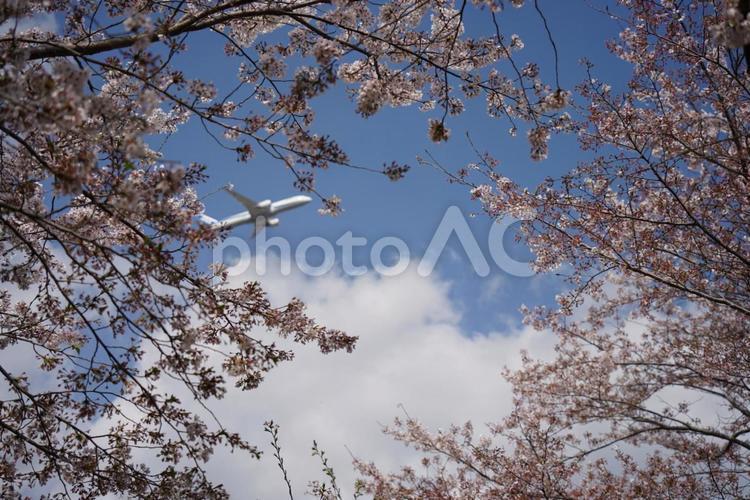 桜と飛行機 桜,サクウ,さくらの写真素材