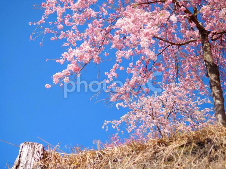 切り株と満開の桜 桜,満開,青空の写真素材